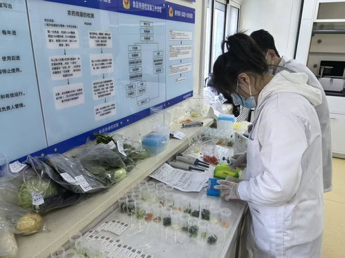 筑牢冬季旅游“舌尖防線” 哈爾濱啟動食品安全快檢宣傳活動